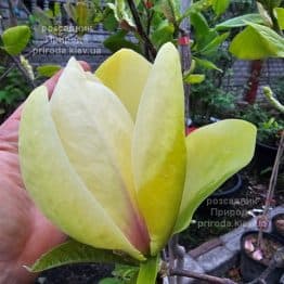 Магнолія Банана Спліт (Magnolia Banana Split) ФОТО Розсадник рослин Природа (3)