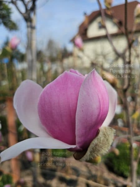 Магнолія Парпур Платтер (Magnolia Purple Platter) ФОТО Розсадник рослин Природа (1)