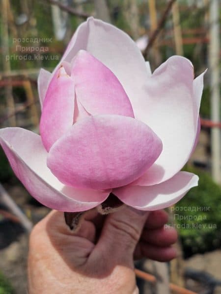 Магнолія Парпур Платтер (Magnolia Purple Platter) ФОТО Розсадник рослин Природа (10)