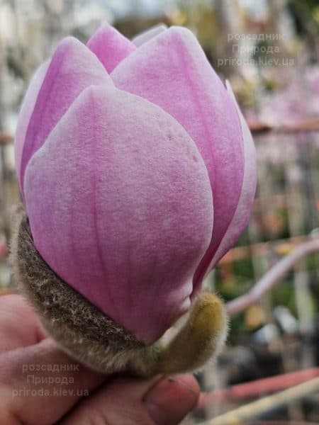 Магнолія Парпур Платтер (Magnolia Purple Platter) ФОТО Розсадник рослин Природа (11)