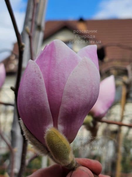 Магнолія Парпур Платтер (Magnolia Purple Platter) ФОТО Розсадник рослин Природа (12)