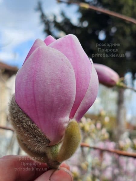 Магнолія Парпур Платтер (Magnolia Purple Platter) ФОТО Розсадник рослин Природа (13)