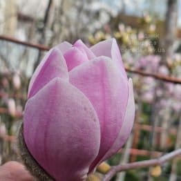 Магнолія Парпур Платтер (Magnolia Purple Platter) ФОТО Розсадник рослин Природа