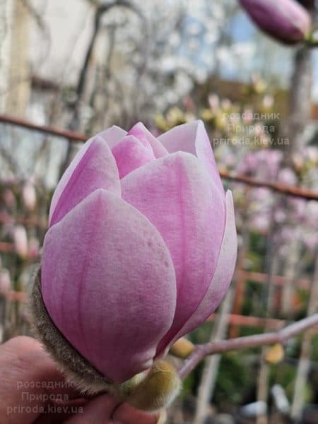 Магнолія Парпур Платтер (Magnolia Purple Platter) ФОТО Розсадник рослин Природа (14)
