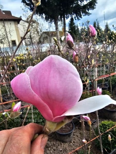 Магнолія Парпур Платтер (Magnolia Purple Platter) ФОТО Розсадник рослин Природа (2)