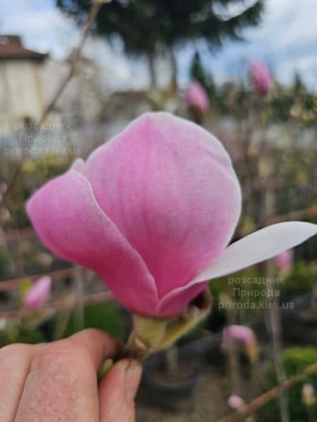 Магнолія Парпур Платтер (Magnolia Purple Platter) ФОТО Розсадник рослин Природа (3)