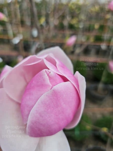 Магнолія Парпур Платтер (Magnolia Purple Platter) ФОТО Розсадник рослин Природа (4)