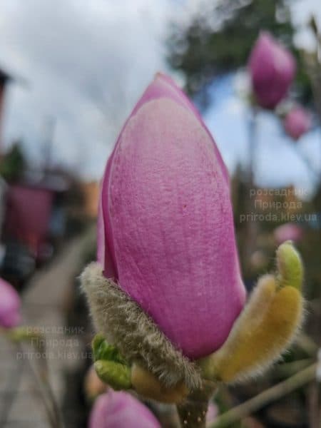 Магнолія Парпур Платтер (Magnolia Purple Platter) ФОТО Розсадник рослин Природа (5)