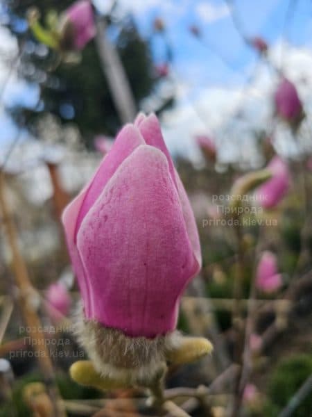 Магнолія Парпур Платтер (Magnolia Purple Platter) ФОТО Розсадник рослин Природа (6)