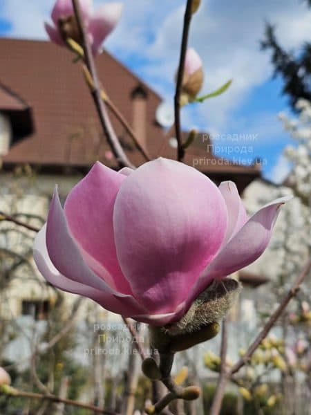 Магнолія Парпур Платтер (Magnolia Purple Platter) ФОТО Розсадник рослин Природа (7)