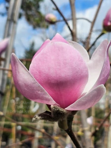Магнолія Парпур Платтер (Magnolia Purple Platter) ФОТО Розсадник рослин Природа (8)
