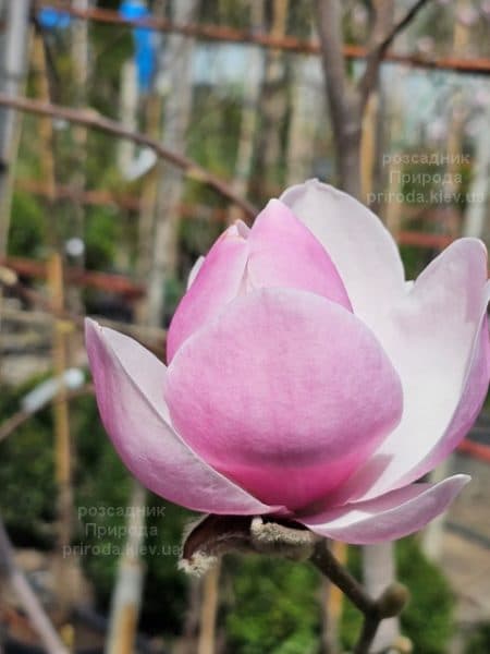 Магнолія Парпур Платтер (Magnolia Purple Platter) ФОТО Розсадник рослин Природа (9)