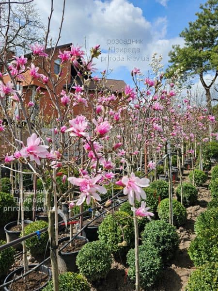 Магнолія зірчаста Розеа (Magnolia stellata Rosea) ФОТО Розсадник рослин Природа (10)