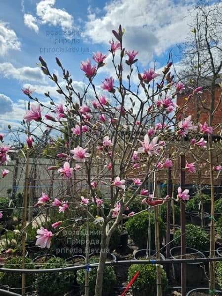 Магнолія зірчаста Розеа (Magnolia stellata Rosea) ФОТО Розсадник рослин Природа (11)