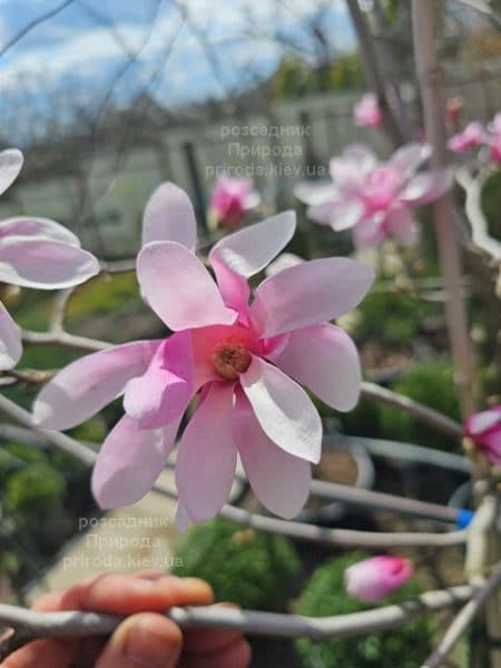 Магнолія зірчаста Розеа (Magnolia stellata Rosea) ФОТО Розсадник рослин Природа (12)