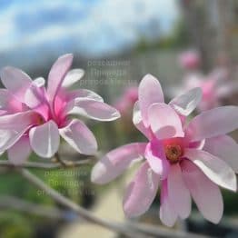 Магнолія зірчаста Розеа (Magnolia stellata Rosea) ФОТО Розсадник рослин Природа (13)