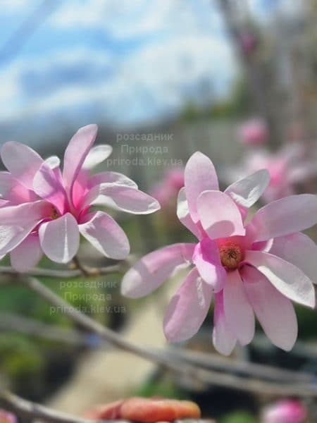 Магнолія зірчаста Розеа (Magnolia stellata Rosea) ФОТО Розсадник рослин Природа (13)