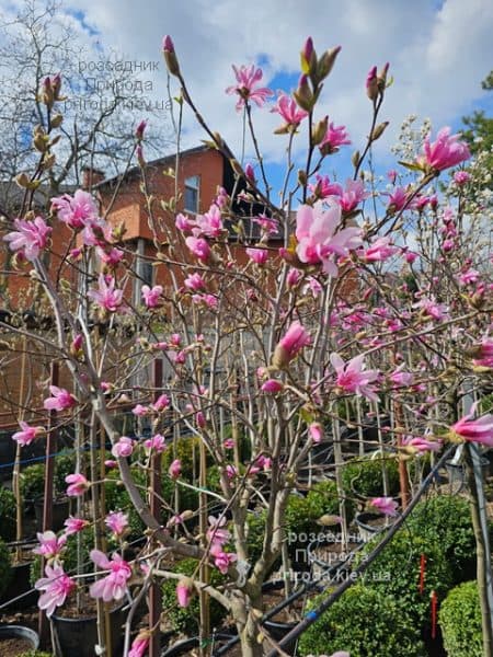 Магнолія зірчаста Розеа (Magnolia stellata Rosea) ФОТО Розсадник рослин Природа (14)