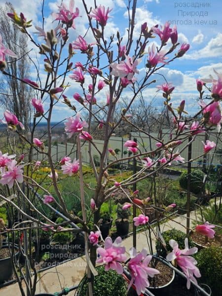 Магнолія зірчаста Розеа (Magnolia stellata Rosea) ФОТО Розсадник рослин Природа (15)
