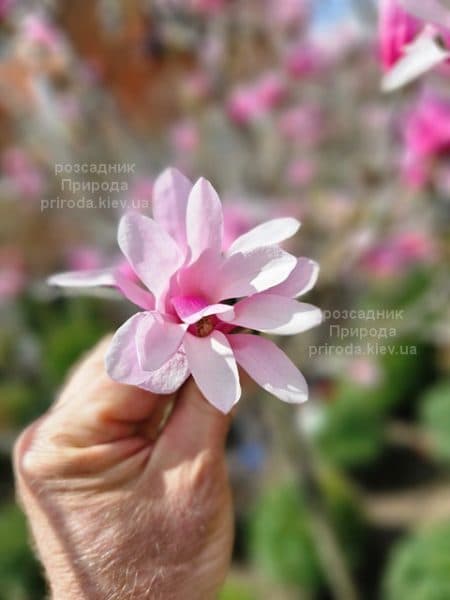 Магнолія зірчаста Розеа (Magnolia stellata Rosea) ФОТО Розсадник рослин Природа (8)