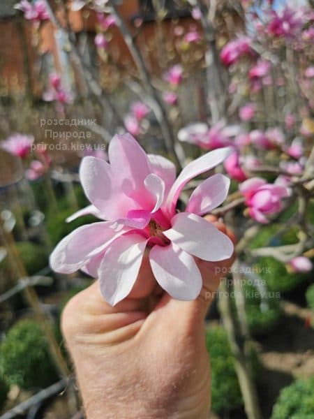 Магнолія зірчаста Розеа (Magnolia stellata Rosea) ФОТО Розсадник рослин Природа (9)