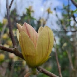 Магнолія Транквіліті (Magnolia Tranquility) ФОТО Розсадник рослин Природа (3)