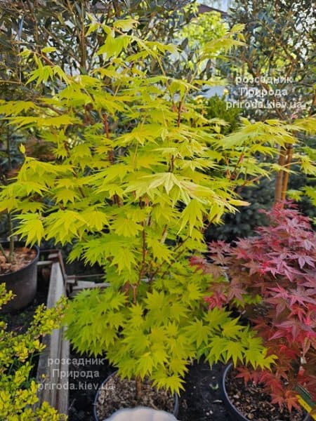 Клен Ширасави Джордан (Acer Shirasawanum Jordan) ФОТО Розсадник рослин Природа (1)