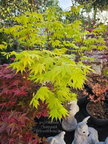 Клен Ширасави Джордан (Acer Shirasawanum Jordan) ФОТО Розсадник рослин Природа (2)