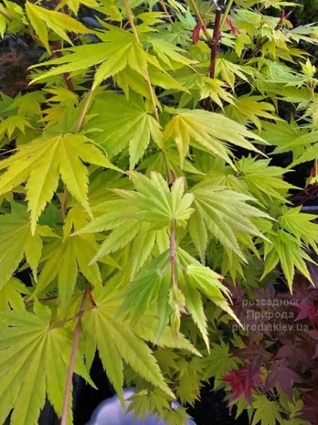 Клен Ширасави Джордан (Acer Shirasawanum Jordan) ФОТО Розсадник рослин Природа (3)
