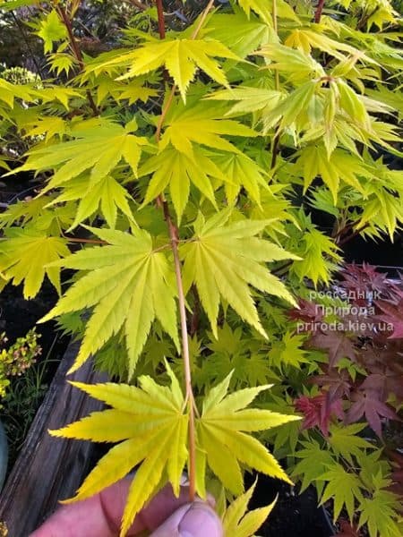 Клен Ширасави Джордан (Acer Shirasawanum Jordan) ФОТО Розсадник рослин Природа (4)