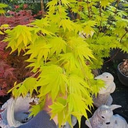 Клен Ширасави Джордан (Acer Shirasawanum Jordan) ФОТО Розсадник рослин Природа (5)