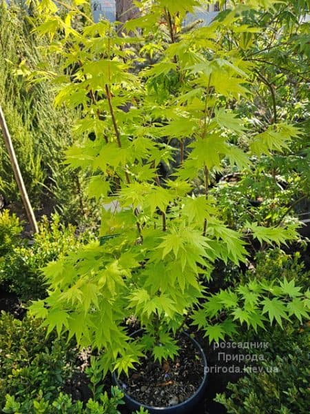 Клен Ширасави Джордан (Acer Shirasawanum Jordan) ФОТО Розсадник рослин Природа (6)
