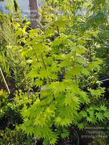 Клен Ширасави Джордан (Acer Shirasawanum Jordan) ФОТО Розсадник рослин Природа (7)