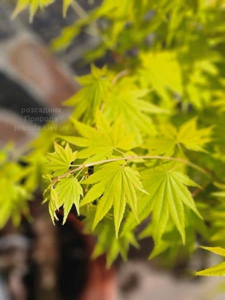 Клен Ширасави Джордан (Acer Shirasawanum Jordan) ФОТО Розсадник рослин Природа (8)