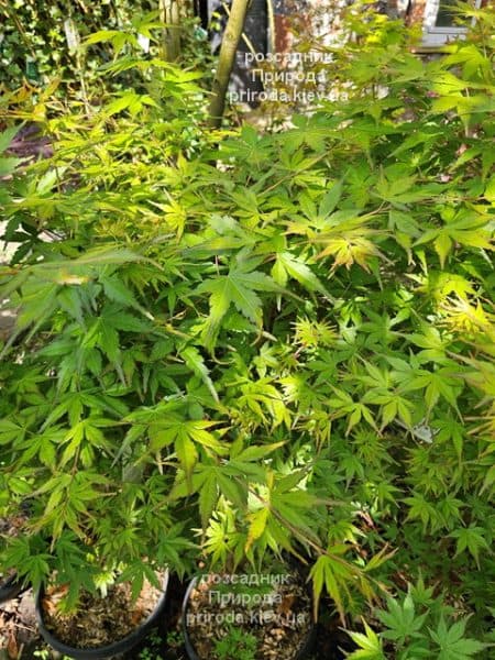 Клен японський Сангокаку (Acer palmatum Sangokaku) ФОТО Розсадник рослин Природа (7)