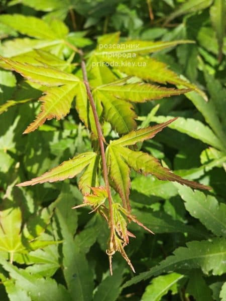 Клен японський Сангокаку (Acer palmatum Sangokaku) ФОТО Розсадник рослин Природа (9)
