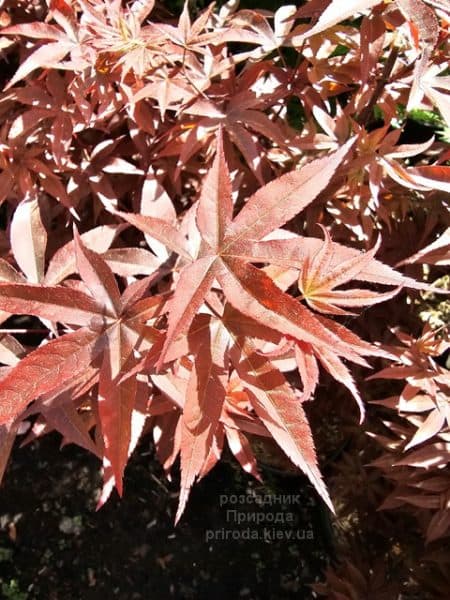 Клен японський Твомблі Ред Сентінел (Acer palmatum Twombly's Red Sentinel) ФОТО Розсадник рослин Природа (4)