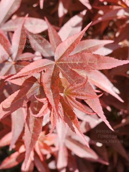 Клен японський Твомблі Ред Сентінел (Acer palmatum Twombly's Red Sentinel) ФОТО Розсадник рослин Природа (5)