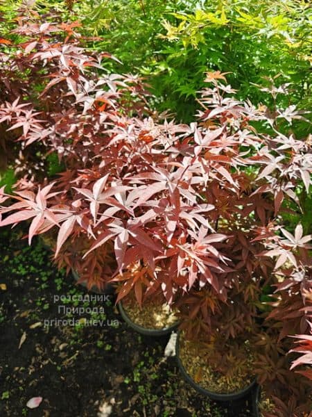 Клен японський Твомблі Ред Сентінел (Acer palmatum Twombly's Red Sentinel) ФОТО Розсадник рослин Природа (6)