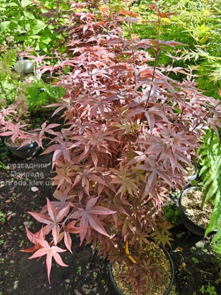 Клен японський Твомблі Ред Сентінел (Acer palmatum Twombly's Red Sentinel) ФОТО Розсадник рослин Природа (7)