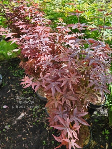 Клен японський Твомблі Ред Сентінел (Acer palmatum Twombly's Red Sentinel) ФОТО Розсадник рослин Природа (8)