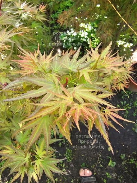 Клен японський Вілсонс Пінк Дварф (Acer palmatum Wilson's Pink Dwarf) ФОТО Розсадник рослин Природа (10)