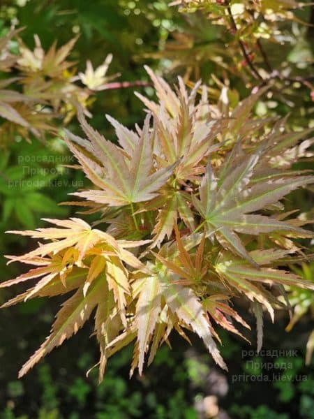 Клен японський Вілсонс Пінк Дварф (Acer palmatum Wilson's Pink Dwarf) ФОТО Розсадник рослин Природа (11)