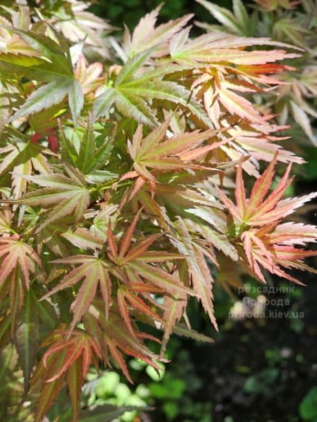 Клен японський Вілсонс Пінк Дварф (Acer palmatum Wilson's Pink Dwarf) ФОТО Розсадник рослин Природа (12)