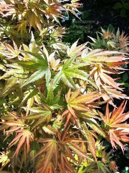 Клен японський Вілсонс Пінк Дварф (Acer palmatum Wilson's Pink Dwarf) ФОТО Розсадник рослин Природа (13)