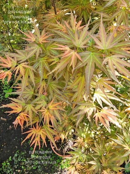 Клен японський Вілсонс Пінк Дварф (Acer palmatum Wilson's Pink Dwarf) ФОТО Розсадник рослин Природа (14)