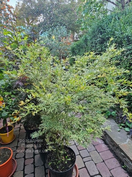 Клен японський Баттерфляй (Acer palmatum Butterfly) ФОТО Розсадник рослин Природа (13)
