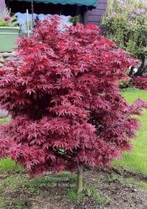 Клен японський Шайна (Acer palmatum Shaina) ФОТО Розсадник рослин Природа (4)
