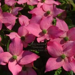 Дерен Коуза Бені Фуджі (Cornus kousa Beni Fuji) ФОТО Розсадник рослин Природа