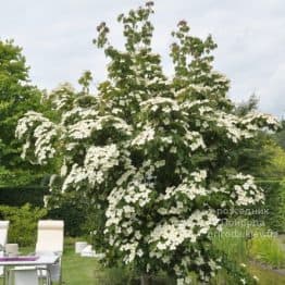 Дерен Коуза Чайна Герл (Cornus kousa China Girl) ФОТО Розсадник рослин Природа (4)
